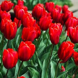 Meet your Posher, Lien